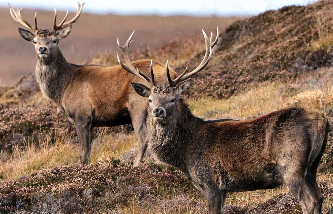 Shared stag and hind stalking in the West Highlands